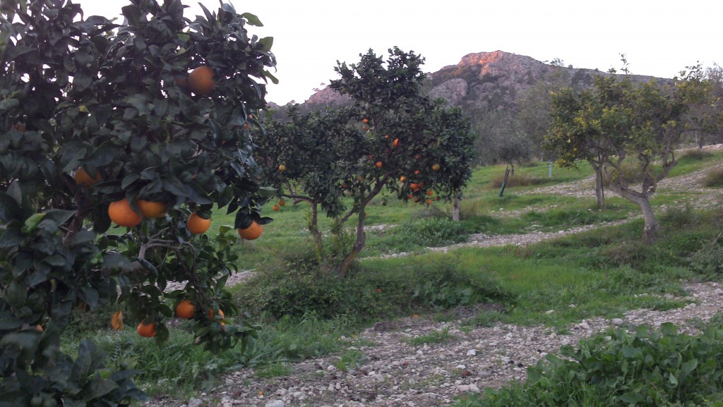 Orangenernte auf Mallorca