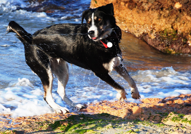 Hundestrand auf Mallorca, Foto: Heinrich Steiden