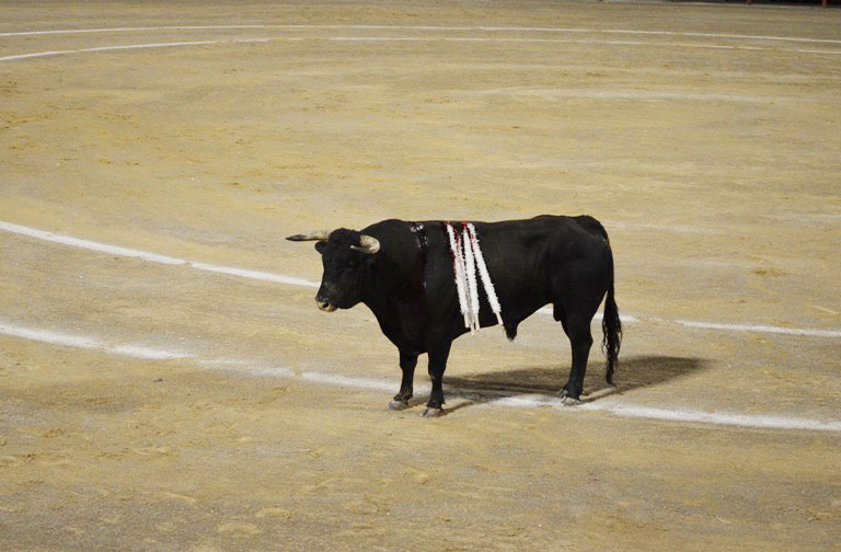 Stiertreiben Mallorca