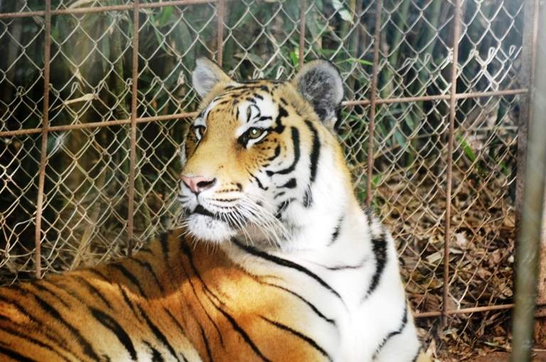 Zoo Natura Parc Mallorca Tiger