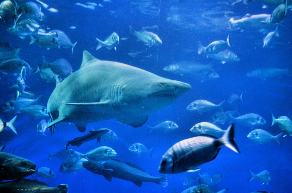 Palma Aquarium Mallorca