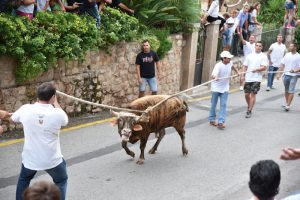 Stiertreiben Fornalutx Mallorca